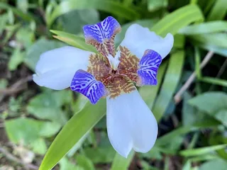 Friends of Lyon Arboretum