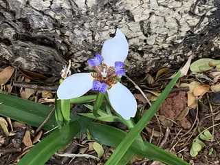Halawa Xeriscape Garden