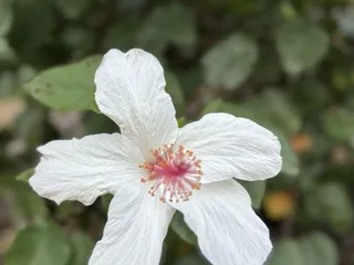 Queen Kapiolani Garden
