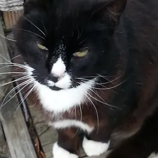 Junior, cat-operator.