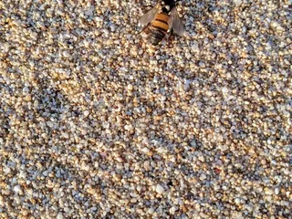 Sunset Beach Neighborhood Park