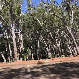 Trees were grown sideways