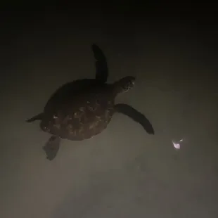 Baby sea turtle