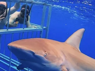 North Shore Shark Adventures