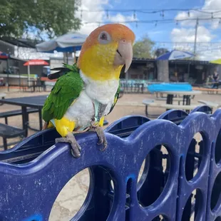 @pollothecaique enjoying the playground