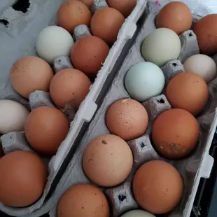 Fresh eggs!