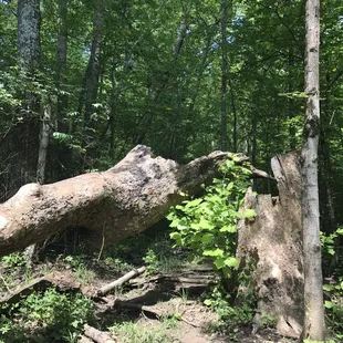 Fallen trees