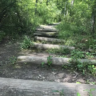 100 or so log stairs