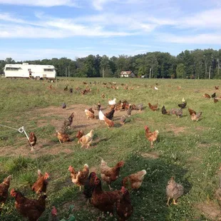 Our free range Laying hens