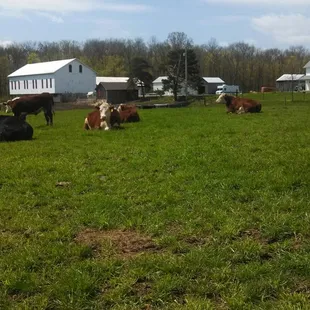 Our 100% Grass Fed Beef on our Ohio Century Farm