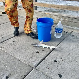 a shark and a bucket