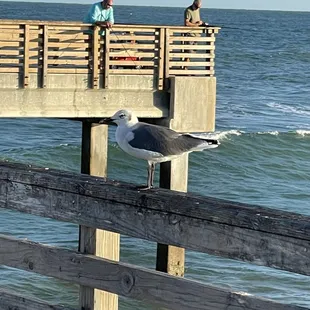 a seagull perched on a pier