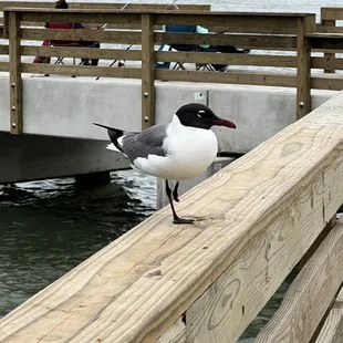 Bird on deck