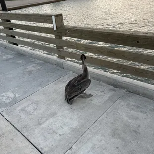 a pelican on the pier