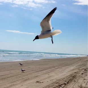Birds by the pier..