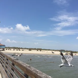 Birds everywhere.