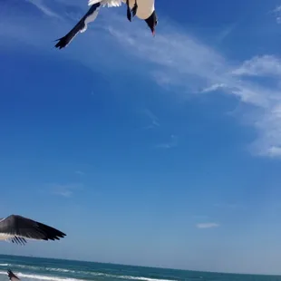 The sudden death dive...