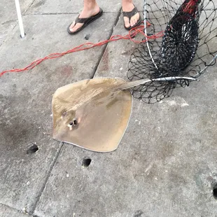 Sting ray, look out for the barb! It&apos;s tangled in the net