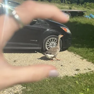 Wishing I could pet them