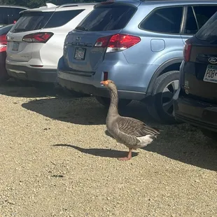 Another angle of the goose