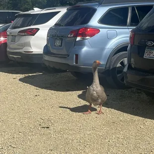 Goose!