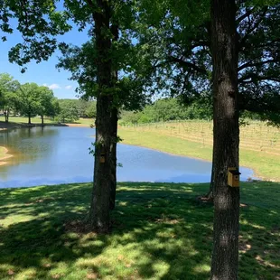 View of small pond at Kefi vineyard