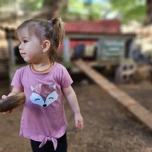 Feeding the chickens