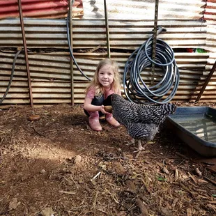 Feeding the hens