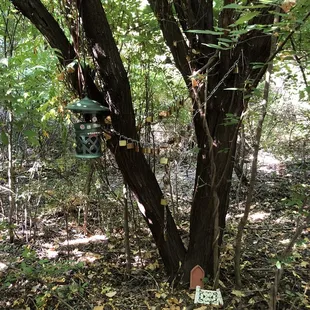 Locks  of Love  hang in tree  along the #paintedrocktrail