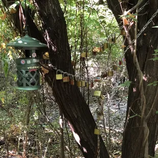 Locks of Love  with lantern in tree hanging above the painted rock trail