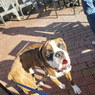 Our large Boxer puppy LOVES Keller Tavern.