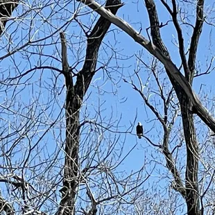 The Eagle has landed