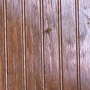 Bug, cockroach