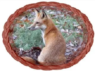 Olin-Fox Farms