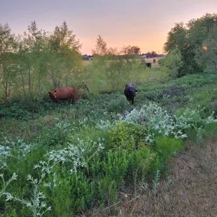 Kelly's cattle dining on pasture grass!