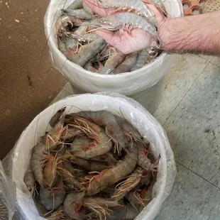 Local shrimp on our soups and plates