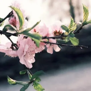 雅