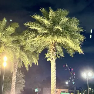 Cute trees in front of