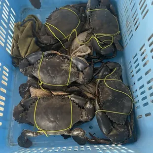 Live Samoan Crabs