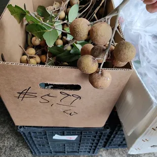 Loong ngan (dragon eye) fruit