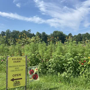 Flowers and sunflowers on the farm