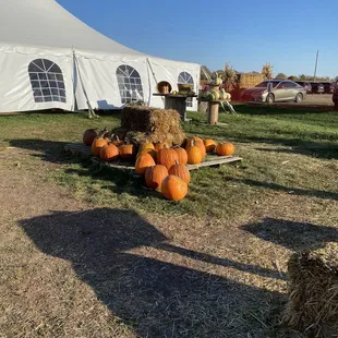 Punpkins
