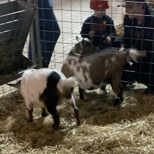 Petting zoo