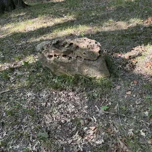 Park St. Cannas chair