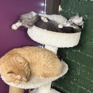 They have recently become a "catfe"