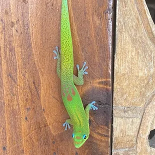 Bar mascot!