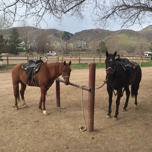 Red and Ruffcutt ready to go