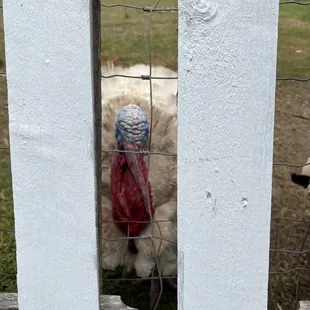 a turkey behind a fence
