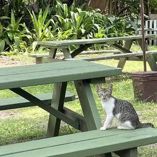 Cute animals everywhere.