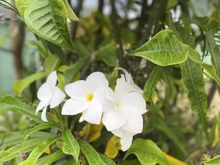 Uluwehi's Kava Bar & Grill